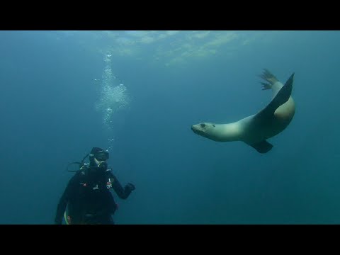 Anacapa Island – Diving With Sea Lions - scuba diving video