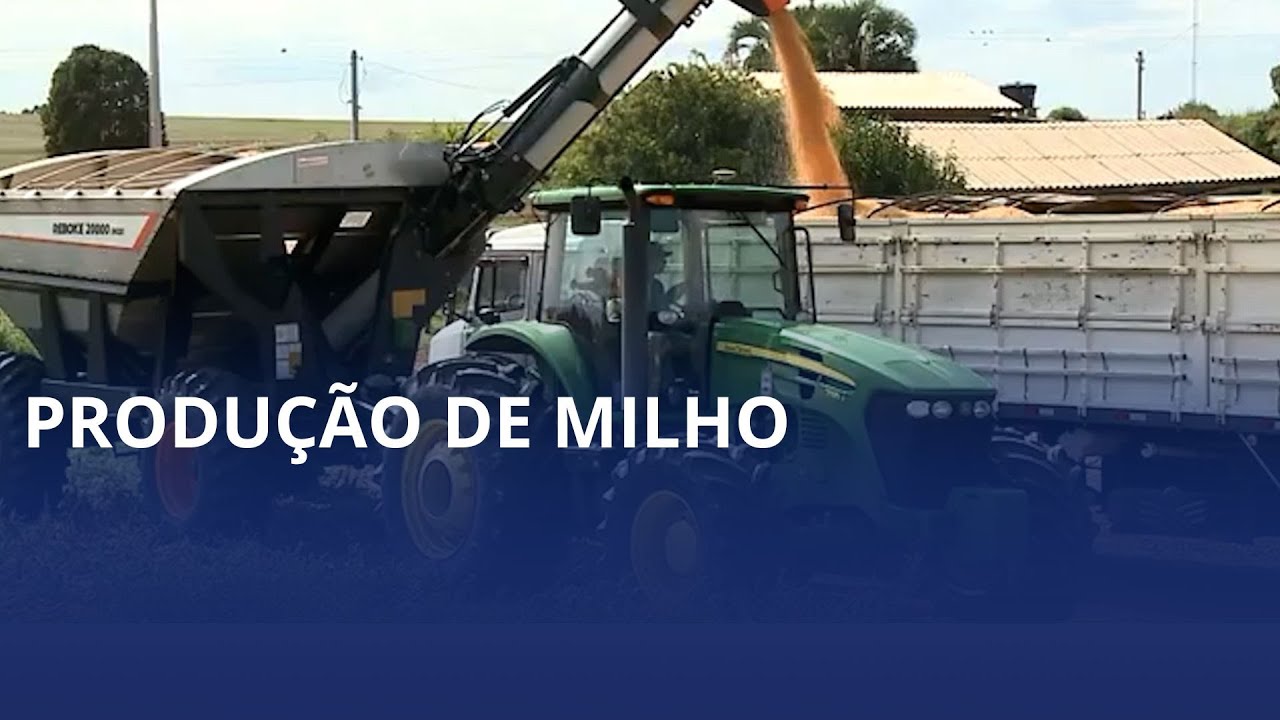 Desempenho histórico na produção de milho impulsiona novo ciclo em Santa Catarina