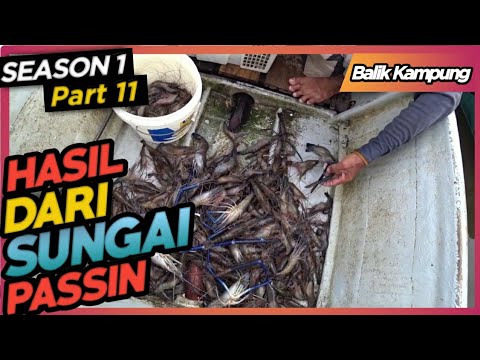Cardock balik kampung part 11 : Berapa Banyak Hasil Tangkapan Udang