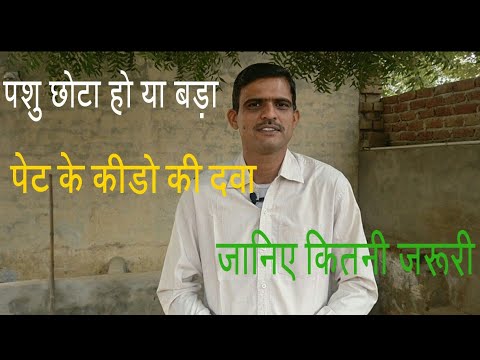 Deworming for cow & buffalo/ pashuwo k stomach k kido ki daw...