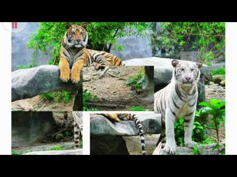 Wildlife Puzzle Video