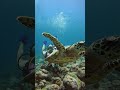 Diving + a Turtle = Pure Joy! 🐢🌊