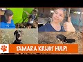 Stage lopen bij Pippi's opvang | DierenpraatTV