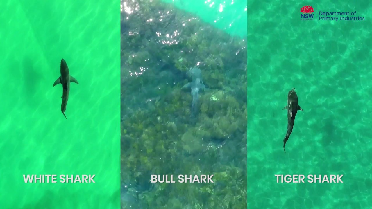 tiger shark classification chart