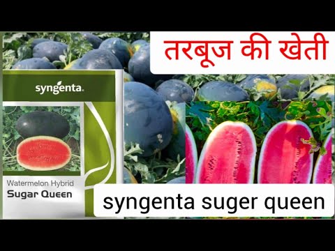 Hybrid good growth syngenta sugar queen watermelon seeds-50g...
