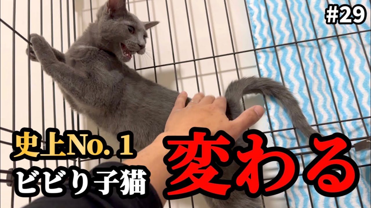 ぼっちになった子猫の心が溶け始めたようです