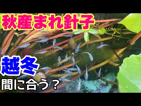 冬に針を失う針葉樹はどれですか? トピックス