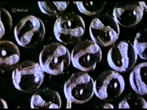 MixCult Podcast # 076 Kirill Matveev - Pilagre