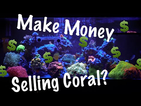 Is Growing Coral a Good Side Hustle?