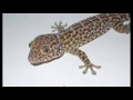 Suara Tokek Gecko Sound Effect