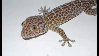 Download lagu suara tokek (Gecko Sound Effect) mp3 Download lagu suara tokek (Gecko Sound Effect) mp3