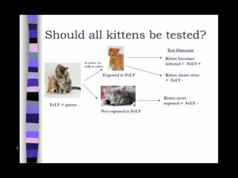 FeLV Testing in Animal Shelters: 3. What cats should be tested - class