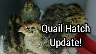 Coturnix quail hatch update from DIY Incubator