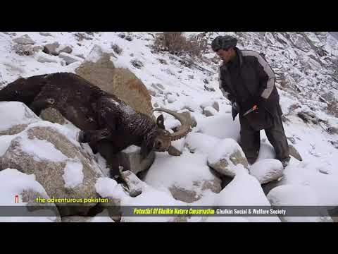 A Glimpse into the Majestic Hunt | Himalayan Ibex #trending #hunting #explore