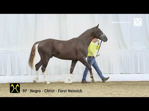 Hanoverian Stallion Licensing 2017 no  97 Stallion by Negro   Christ