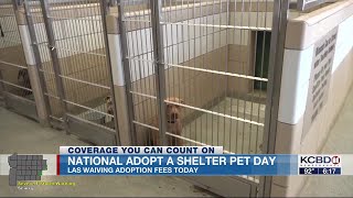 Lubbock Animal Services takes part in National Adopt a Shelter Pet Day with free adoption