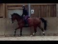 Cheval sport, 4 ans, Bai; SF, 1.72