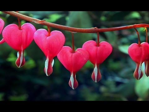 Las 10 flores mas hermosas según los expertos