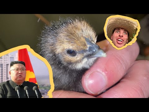 The Pigeon Drones have been Compromised.