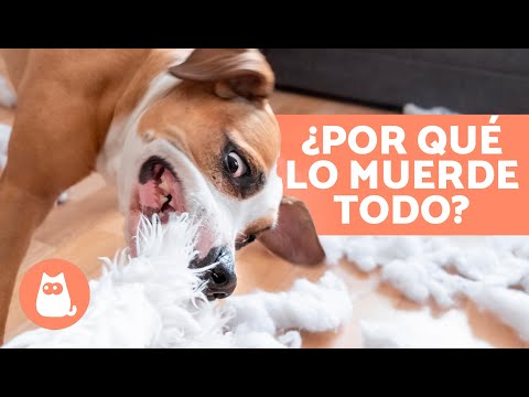 Mi PERRO MUERDE TODO ¿Qué hago? 🐶 (7 Causas y Soluciones)