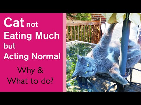 Cat not eating much but acting normal : Why & What to do !