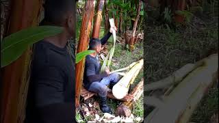 Harvesting abaca fibers.