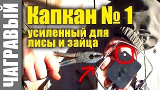 Можно ли ловить лису капканом номер 1
