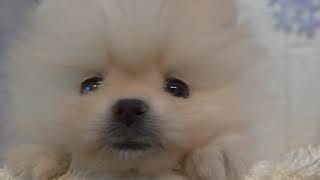 ポメラニアンの動画01