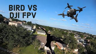 DJI FPV vs Bird