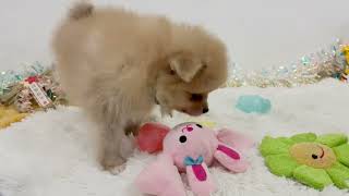 ポメラニアンの動画01