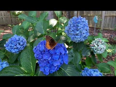 download lagu mp3 mp4 Hydrangea Macrophylla Blue Danube, download lagu Hydrangea Macrophylla Blue Danube gratis, unduh video klip Hydrangea Macrophylla Blue Danube