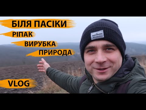 Мед липа 0,5л (700г) Маслянистой консистенции! - фото 8 - id-p1476753129