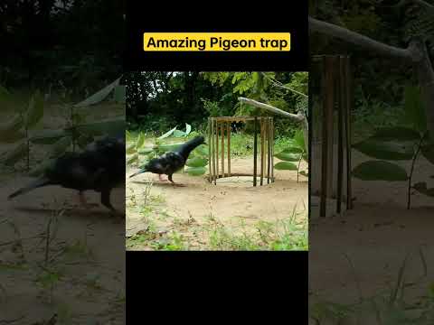 , title : 'Amazing bird trap using bamboo and cardboard | pigeon trap #shorts #ytshorts #youtubeshorts #trap'