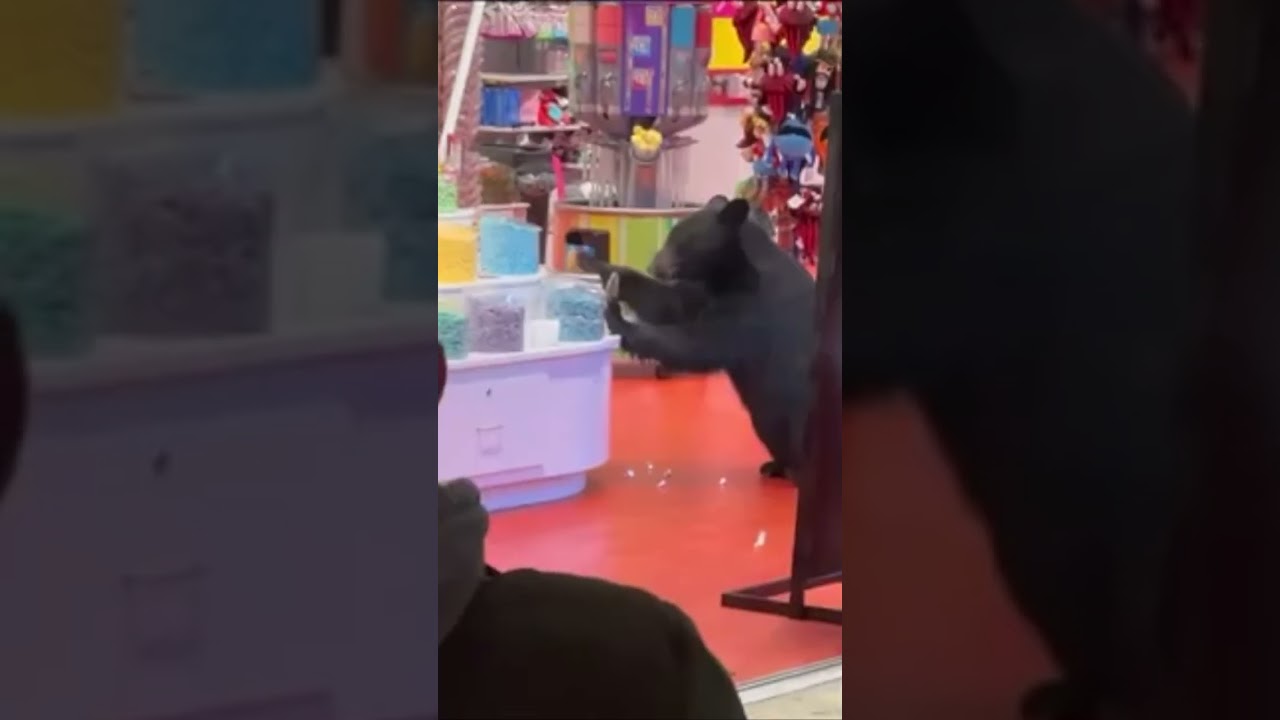 This Bear Wants CANDY!