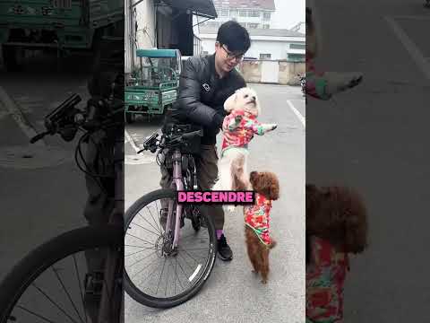 IL VEUT LE SIÈGE AVANT ! 😱🏍️👍