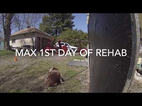 Seirios K9 Academy video.