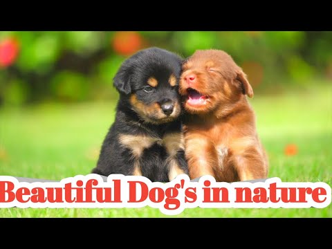 Amazing dogs playing in nature