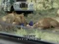 leones comiendo hombre 