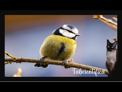 ¿Por qué los huesos de las aves son tan ligeros? El secreto de su vuelo