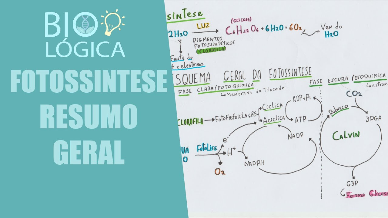 BIO LÓGICA! FOTOSSÍNTESE - RESUMO GERAL