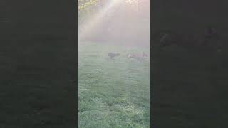 Video preview image #1 American Pit Bull Terrier-Unknown Mix Puppy For Sale in Hillsboro, MO, USA