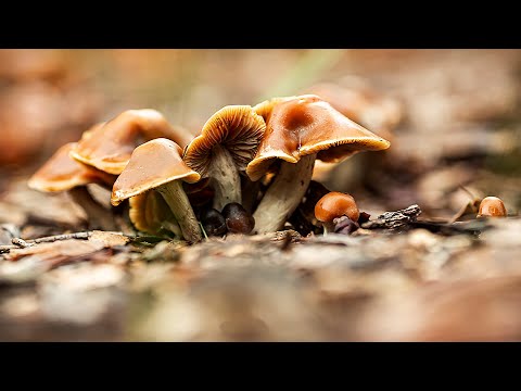 Caine Barlow - A brief overview of Australian Psilocybe and active allied species