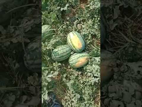 Alfa Hybrid watermelon seeds