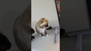 The cutest of all 😻 #foryou #cat #cute #funny #catlovers #cats #viral #shorts