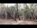 One Minute In The Kirindy Reserve Madagascar
