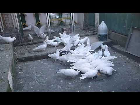 Pigeon Serbian Royal Bird-Beli Svl  2020