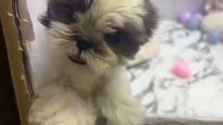 シーズーの動画01