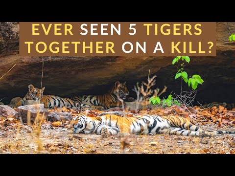 EP 5 | 5 TIGERS ON A KILL | Safari With Suyash Season 1 | Bandhavgarh National Park #bandhavgarh