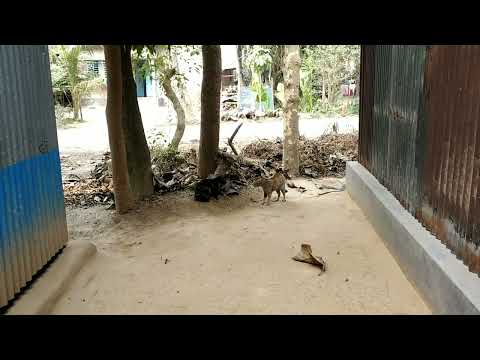 Cat Fighting // Cat Fight Sound // Cat Fight Noise // First Viral video of my channel // cat to cat