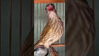 Download lagu BAYEMAN GACOR NGETIK mp3 Download lagu BAYEMAN GACOR NGETIK mp3